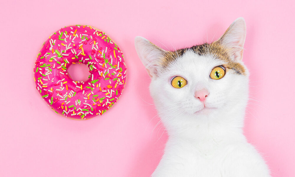 animais super fofinhos