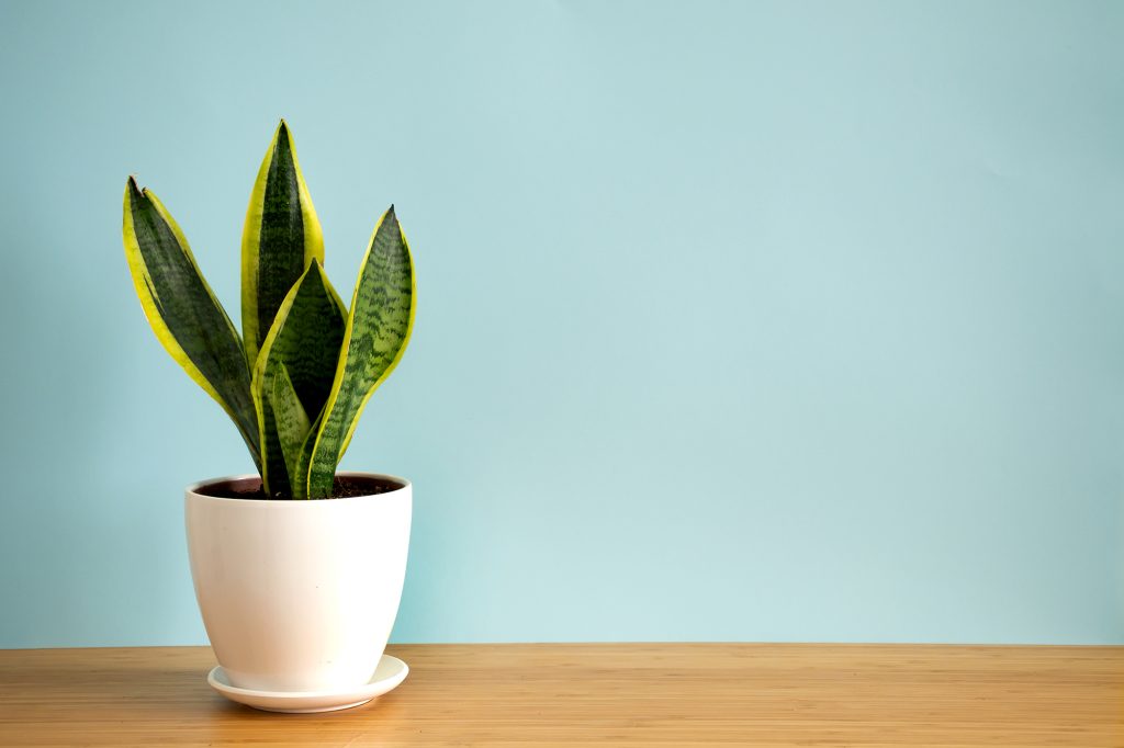 7 plantas para ter dentro de casa