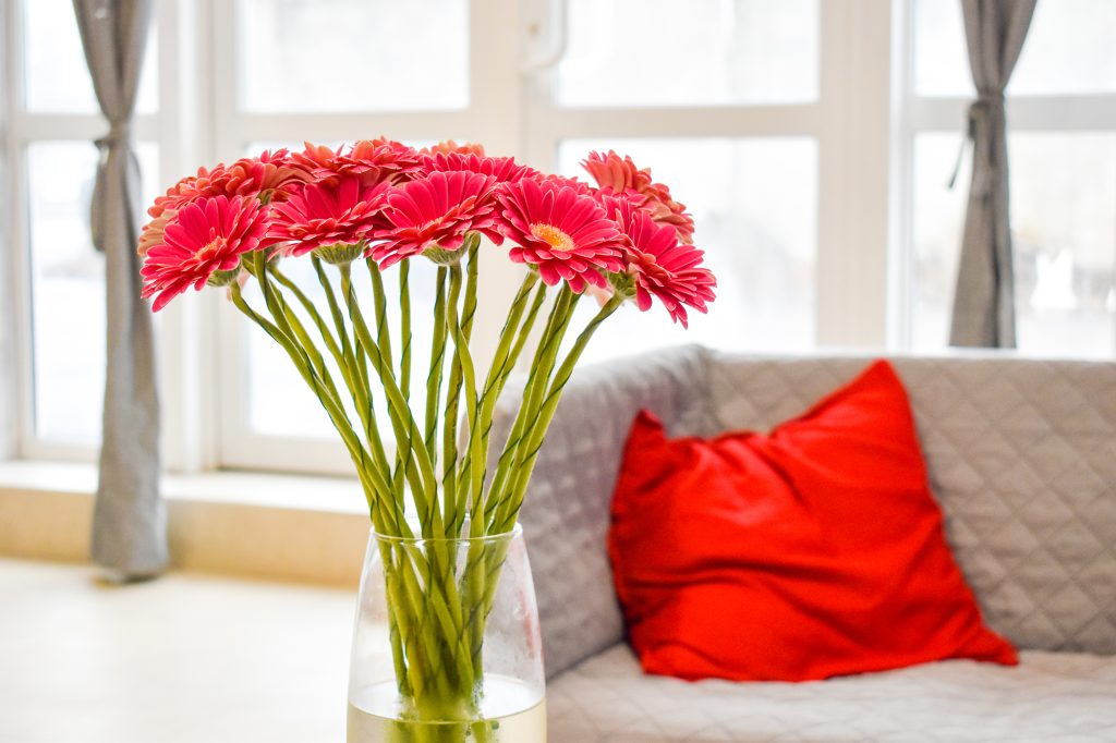 plantas melhoram a qualidade do ar