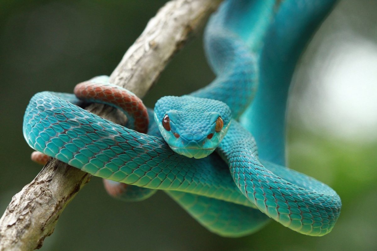 Foto: O que significa sonhar com cobra? Entenda interpretações - Purepeople