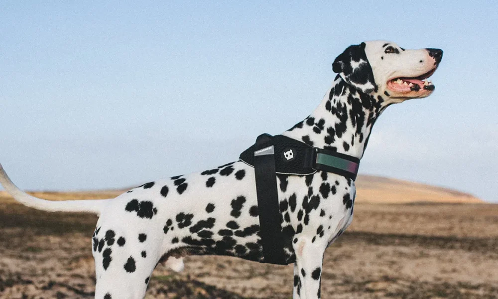 Zee.Dog com fundo de investimento global, confira!