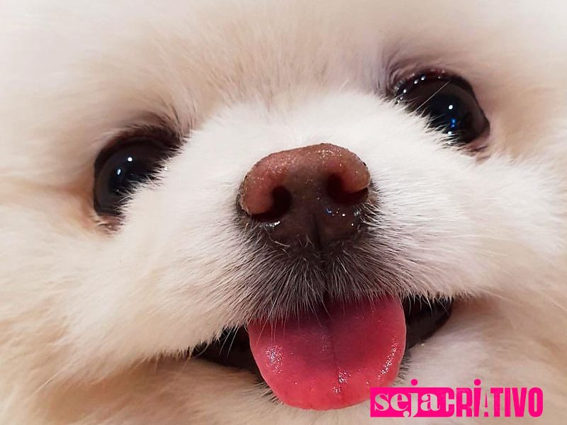 Curiosidades sobre o Lulu da Pomerânia: conheça mais sobre essa raça fofa e inteligente