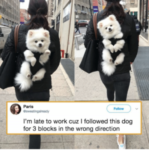 Curiosidades sobre o Lulu da Pomerânia: conheça mais sobre essa raça fofa e inteligente