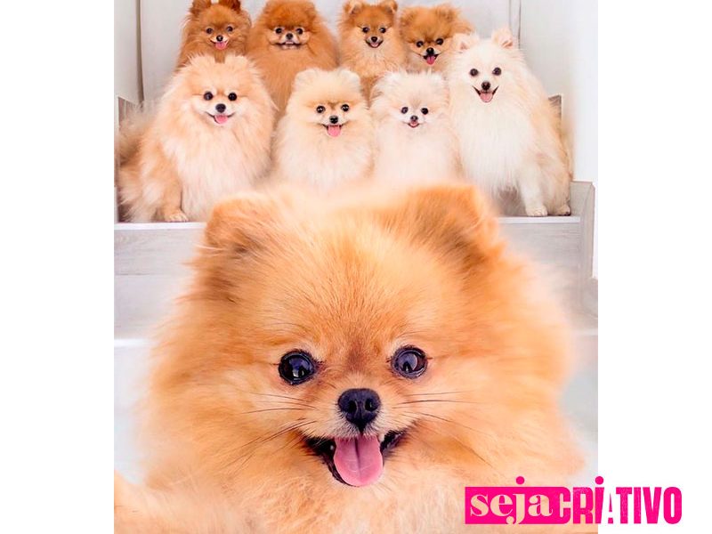 Spitz Alemão vs Lulu da Pomerânia: Qual é a diferença entre essas duas raças fofas?