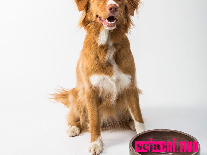 As melhores rações para cachorros 2023