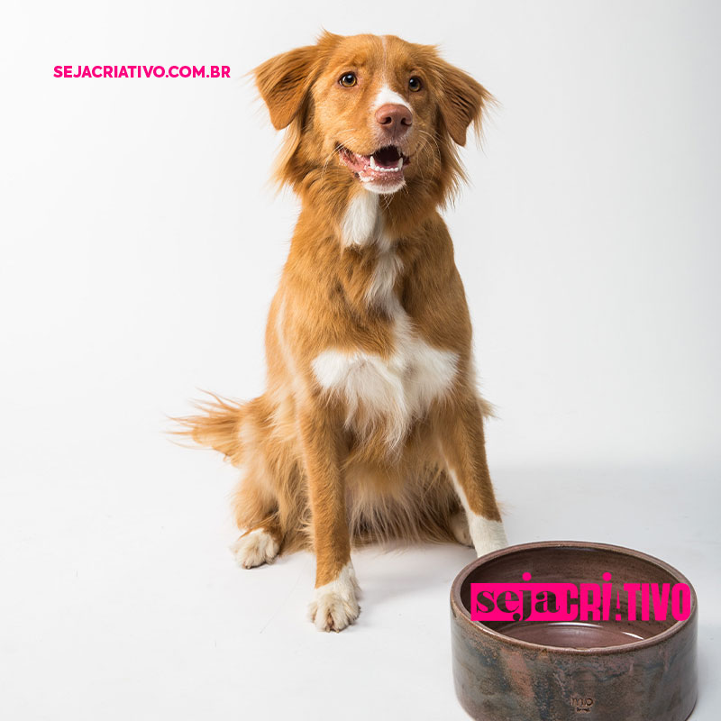 As melhores rações para cachorros 2023