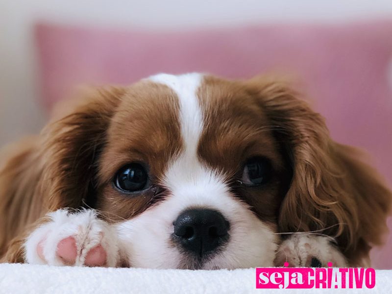 Conheça as raças caninas mais amadas pelos brasileiros