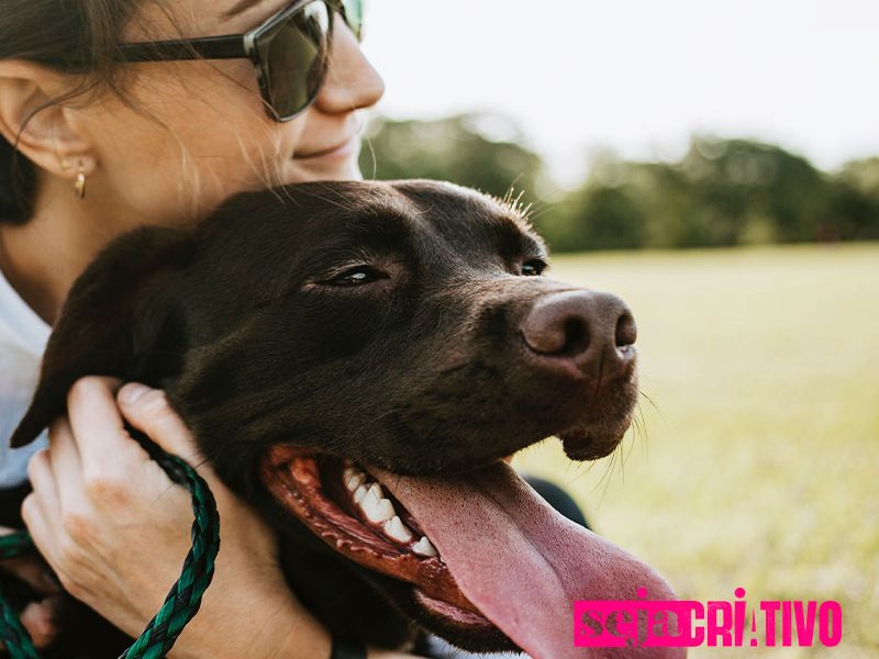 Sem o seu pet na viagem? Saiba como mantê-lo feliz e seguro enquanto você aproveita!