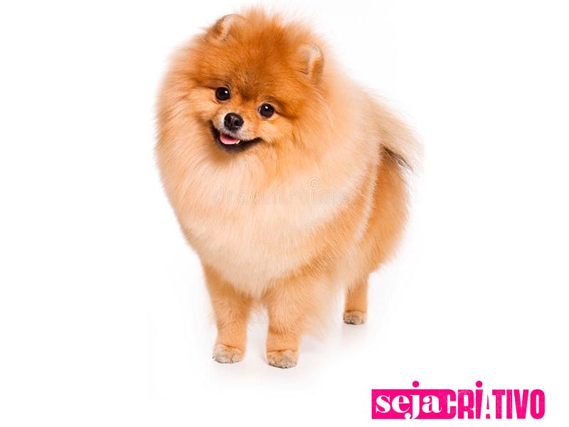 Como Cuidar do seu Spitz Alemão: Alimentação, Higiene e Exercício