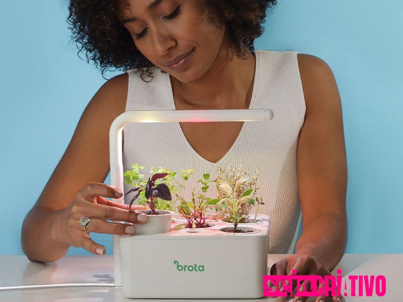 As novas mães de planta do Brasil vão te inspirar a ter mais verde em casa!