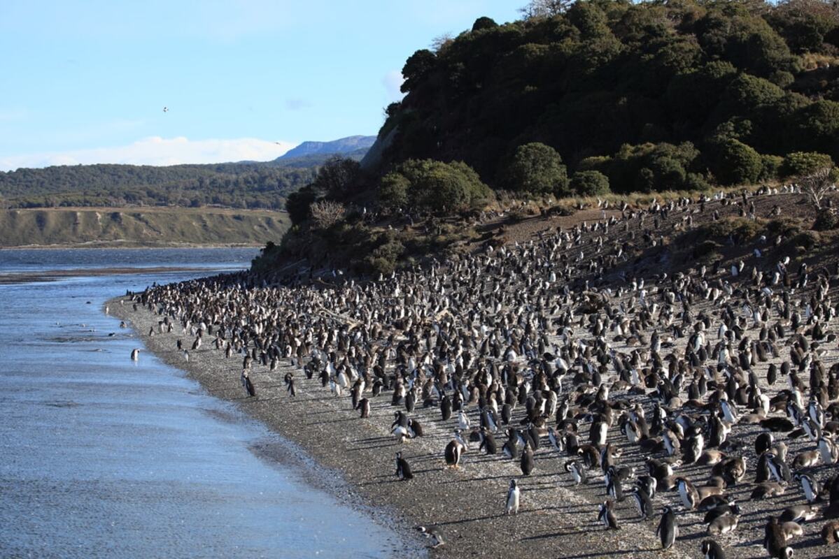 Pinguins em Ushuaia