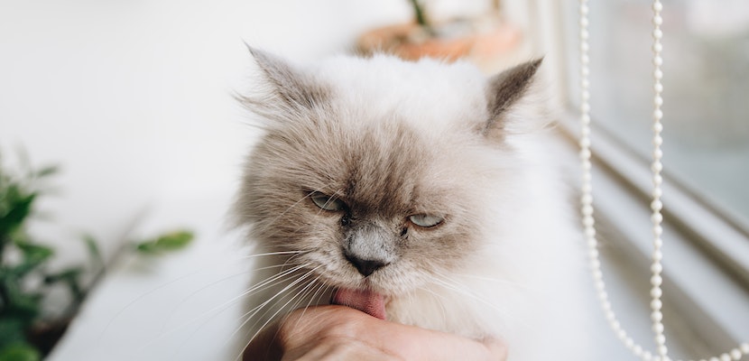 animais passam pela adolescência
