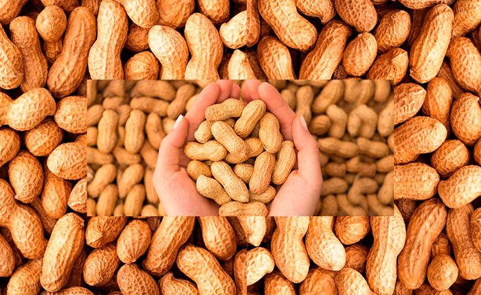 Amendoim: o principal ingrediente das Festas Juninas é gostoso e saudável, confira