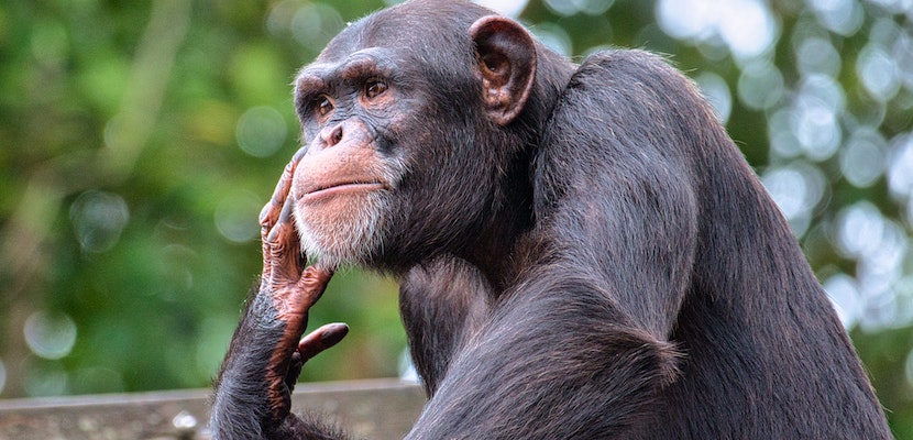 adolescência em animais