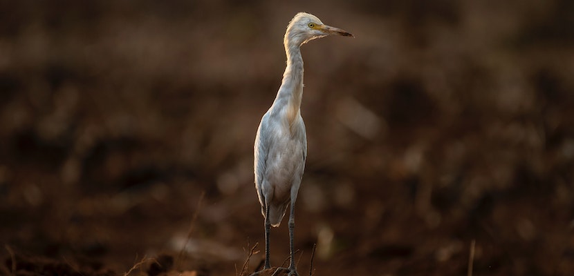 animais passam pela adolescência
