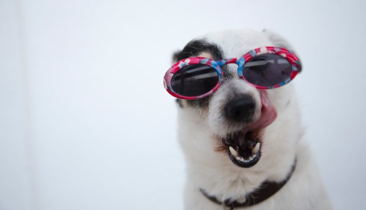 animais passam pela adolescência?