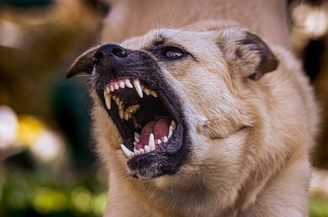 Top 10 cães bravos do mundo: conheça agora!