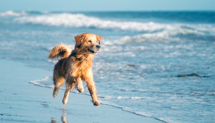 Influencer Resgata Cão no Mar e Final da História Vai te SURPREENDER!!!