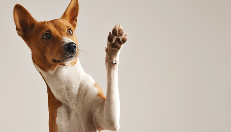 cão
