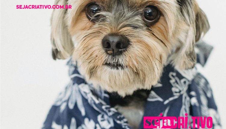 Mercado pet com lançamento exclusivo de acessórios fashion em collab