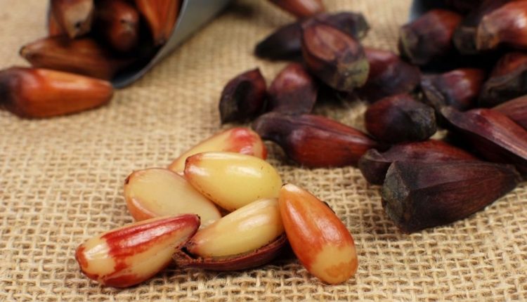 Receita de Pinhão Cozido na Air Fryer