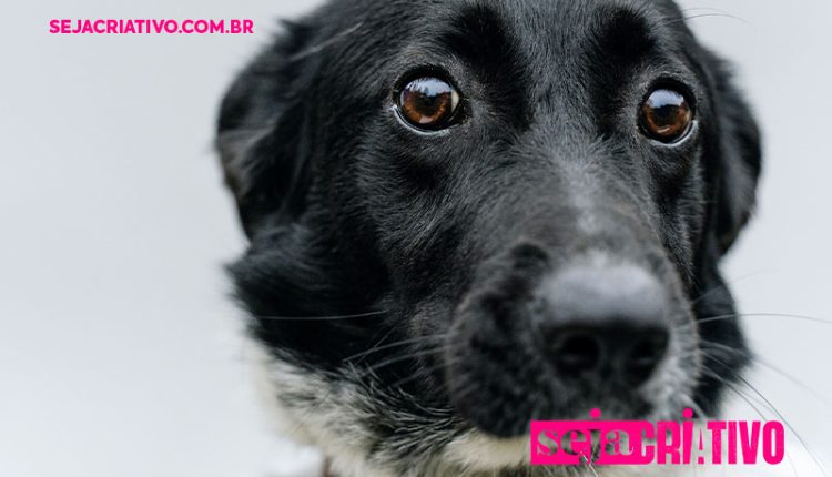 Por que os pets se escondem quando estão mal de saúde? 🐶🐱🔍