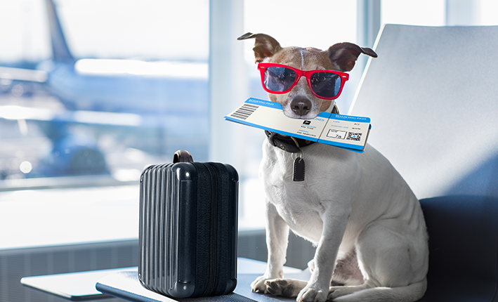Como viajar com seu pet? Entenda como transportar seu bichano com segurança