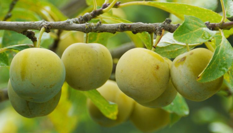 A Fascinante e Perigosa Árvore Mancenilheira: A Árvore da Morte