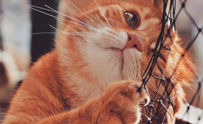 Royal Canin apoia campanha Adote um gatinho, confira