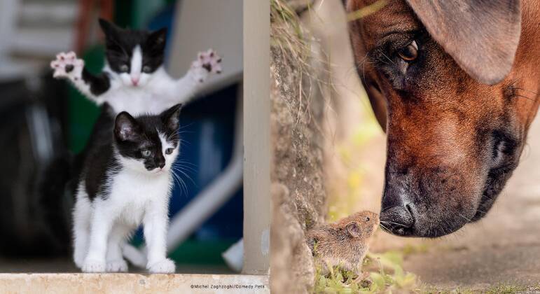 concurso imagens de animais