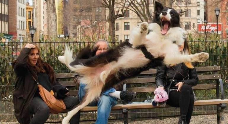 concurso de imagens engraçadas de animais