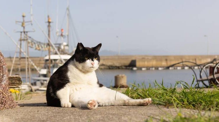 fotos engraçadas de animais