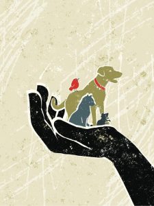 Saiba quem tem direito ao auxílio de R$ 350 para protetores de animais, veja como receber