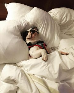 Vai viajar e não pode levar o seu pet junto? Saiba o que fazer com estas 5 dicas!