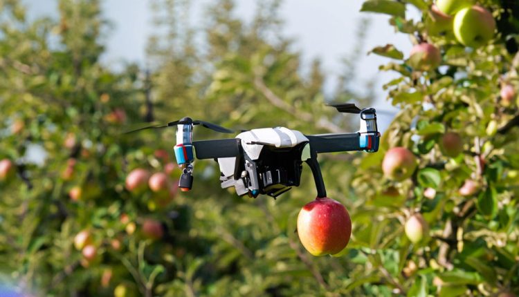 Você já viu drones colhendo maça? Este parece ser o futuro da agricultura