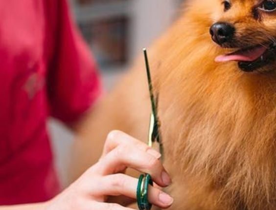 A importância da tosa nos pets e como isto impacta na saúde dos bichanos