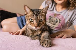 MISTÉRIO REVELADO: Entenda como e por que os pets escolhem seu "humano preferido"; 3 sinais evidentes que os veterinários explicam