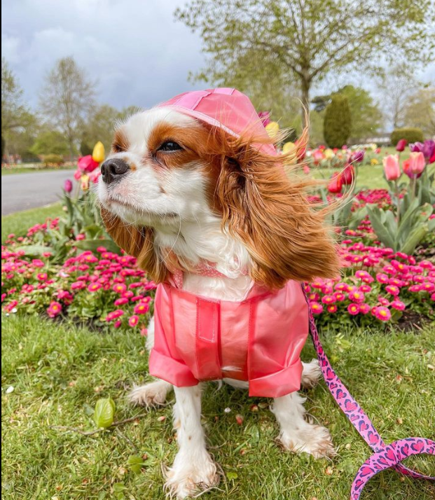 pets estilosos do instagram