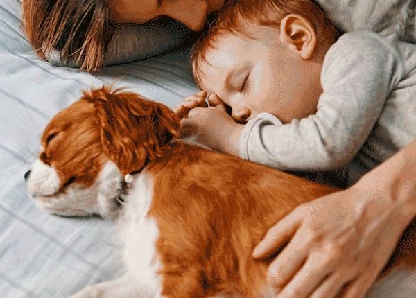 Por que nem sempre devemos abraçar um cachorro? Desvendando a complexa linguagem dos cães