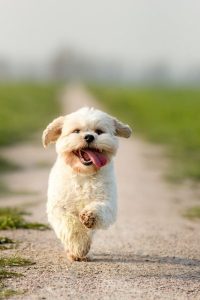 Demonstrando Amor ao seu Cachorro: 10 Maneiras de Dizer "Eu Te Amo" ao seu Fiel Companheiro