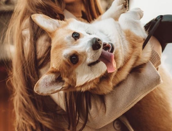 Saiba como demonstrar amor ao seu Cachorro: 10 maneiras de dizer "EU TE AMO" ao seu fiel companheiro