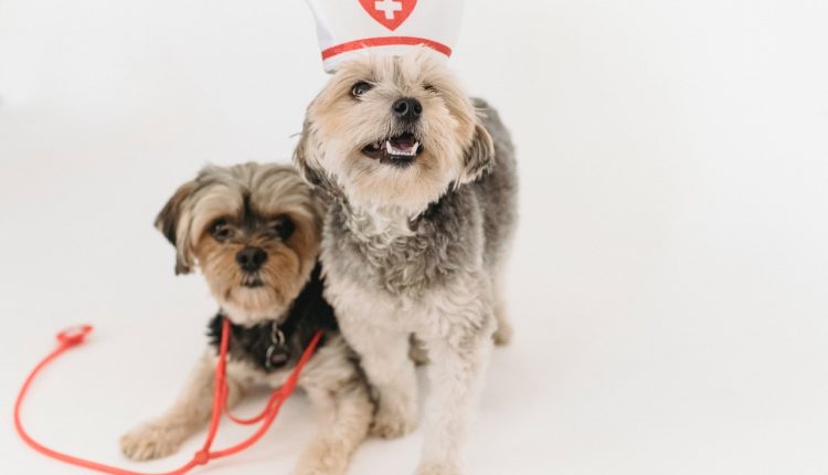 plano de saúde para pets petlove