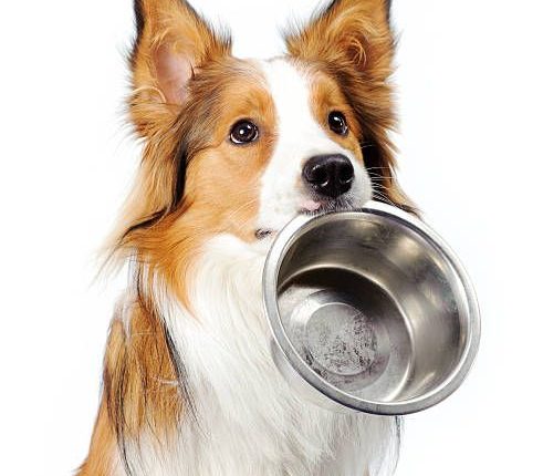 11 alimentos saudáveis para cães: enriqueça a dieta do seu pet com a nutrição natural