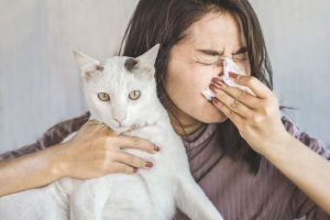 Alergia a Gatos: Novo Tratamento Promete Alívio Mais Rápido, segundo cientistas