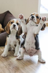 Beagle