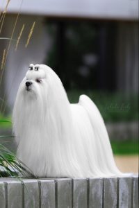 Lhasa Apso