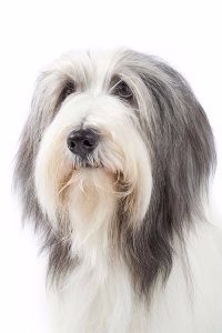 Bearded Collie