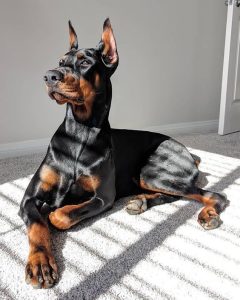 Doberman