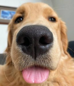 Cachorros e outros pets realmente conseguem sentir a nossa dor e doença? Entenda um pouco mais sobre isto