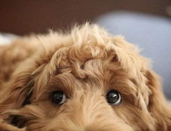 Por que os cachorros "escavam" a cama antes de deitar? entenda mais sobre ESTE hábito dos pets